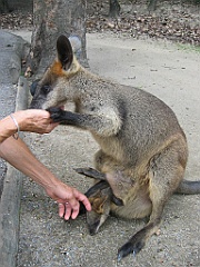 084 Port Douglas Wildlife Habitat